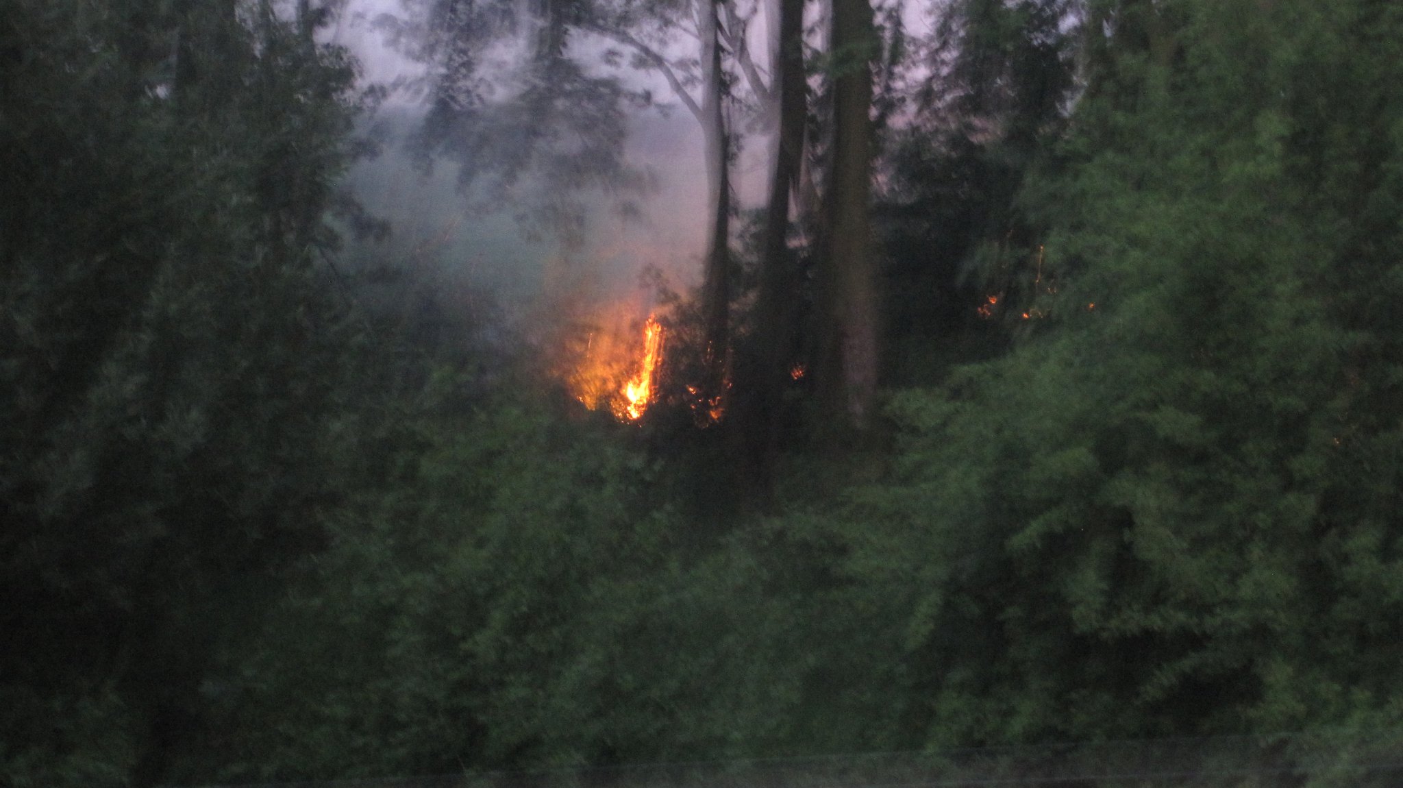 fire_near_woods